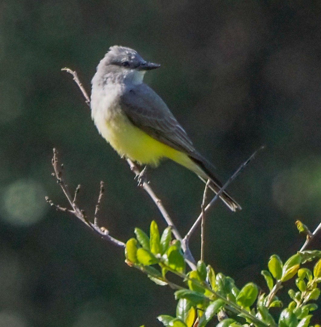 Cassin's Kingbird - ML324259921