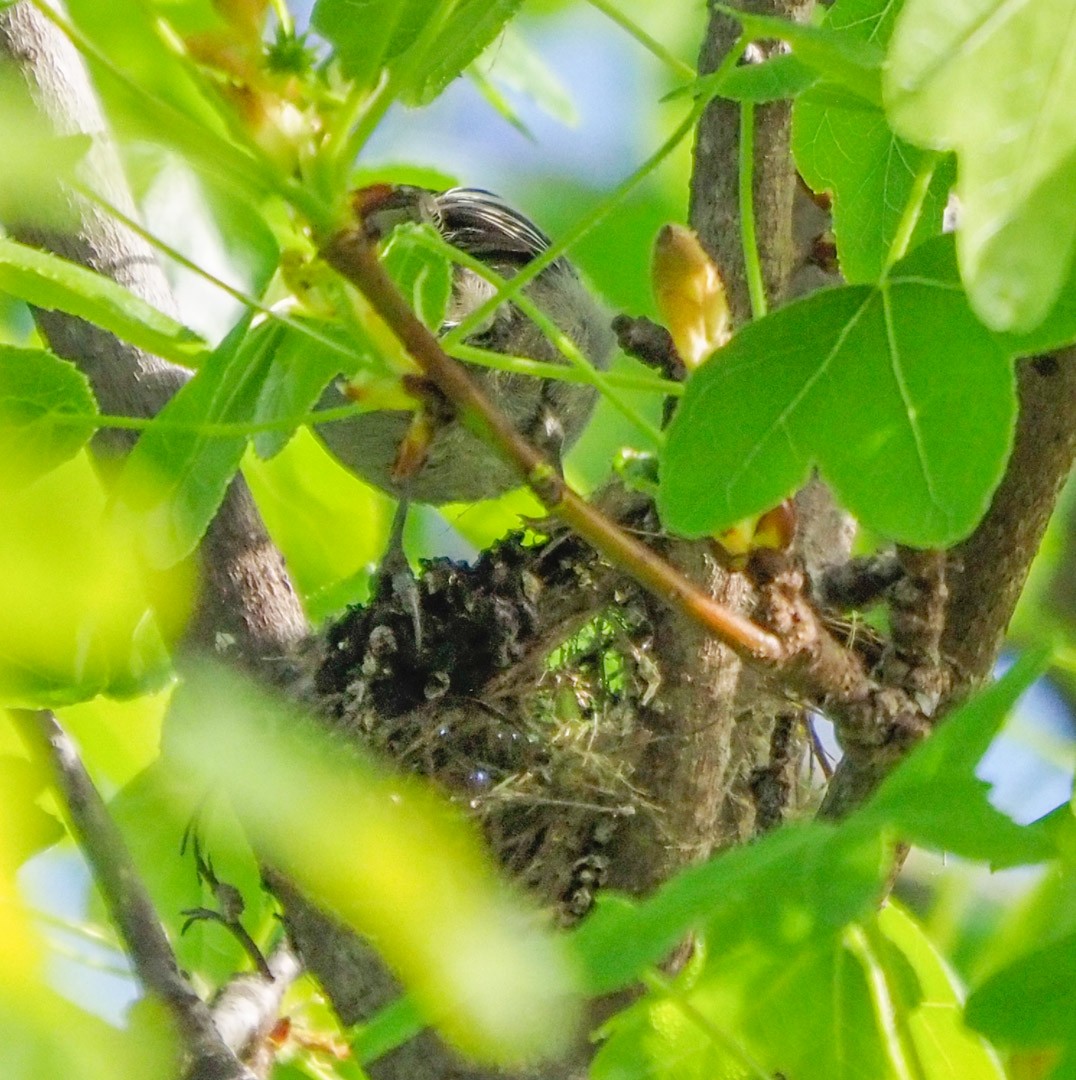 Mountain Chickadee - ML324259981