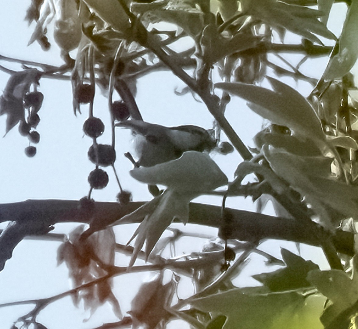 Mountain Chickadee - ML324259991