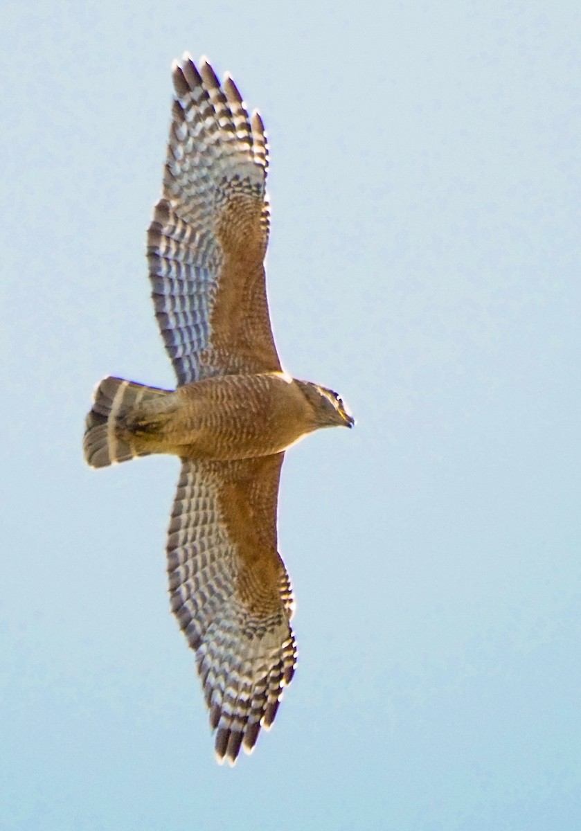 Red-shouldered Hawk - ML324260021