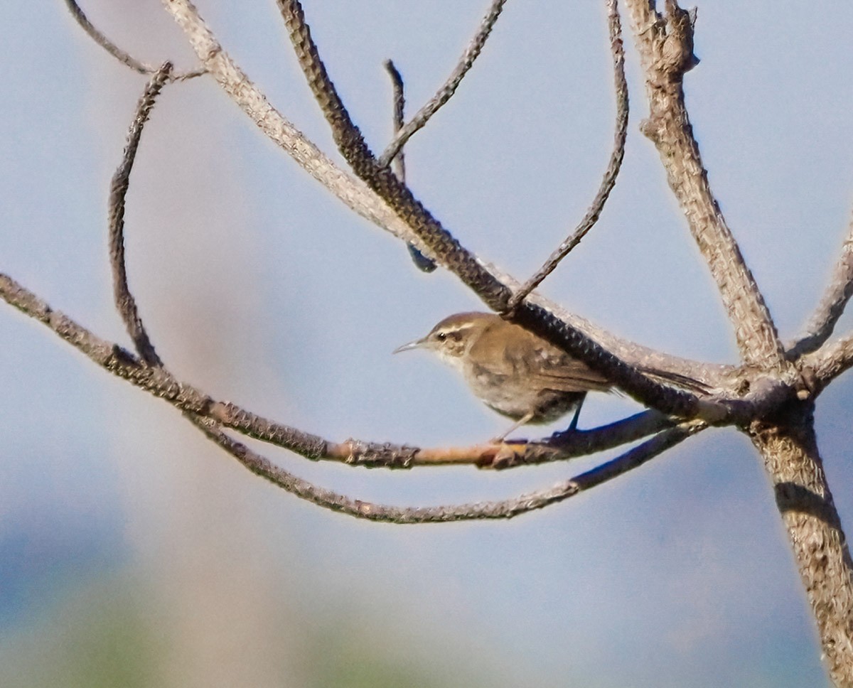 Bewick's Wren - ML324260041