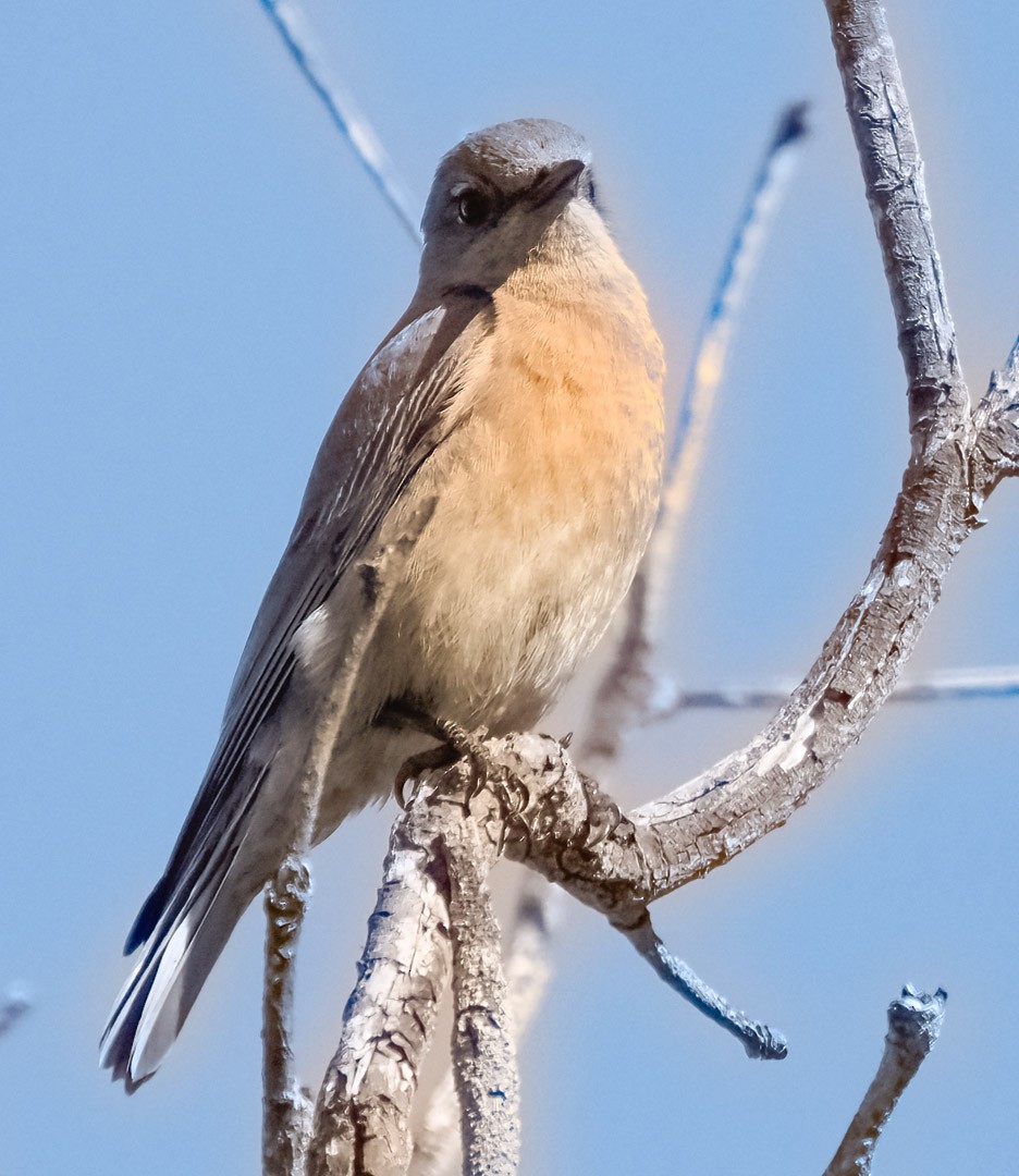 Western Bluebird - ML324260091