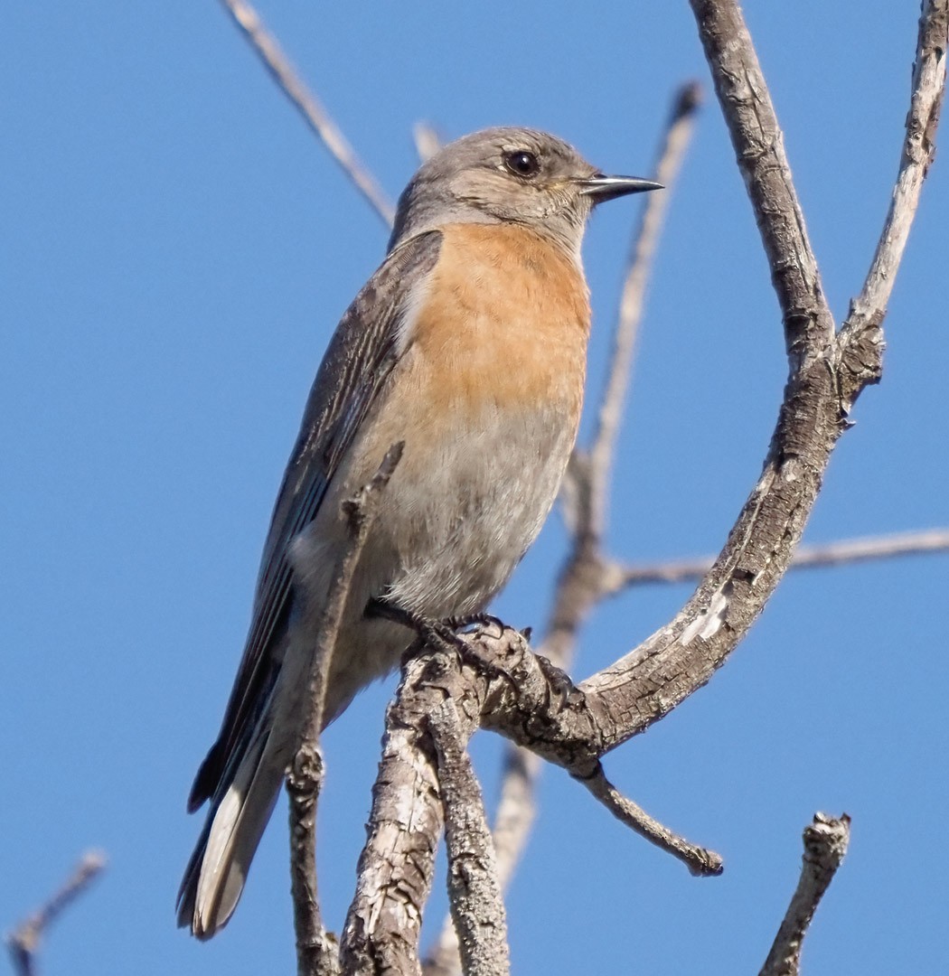 Western Bluebird - ML324260101