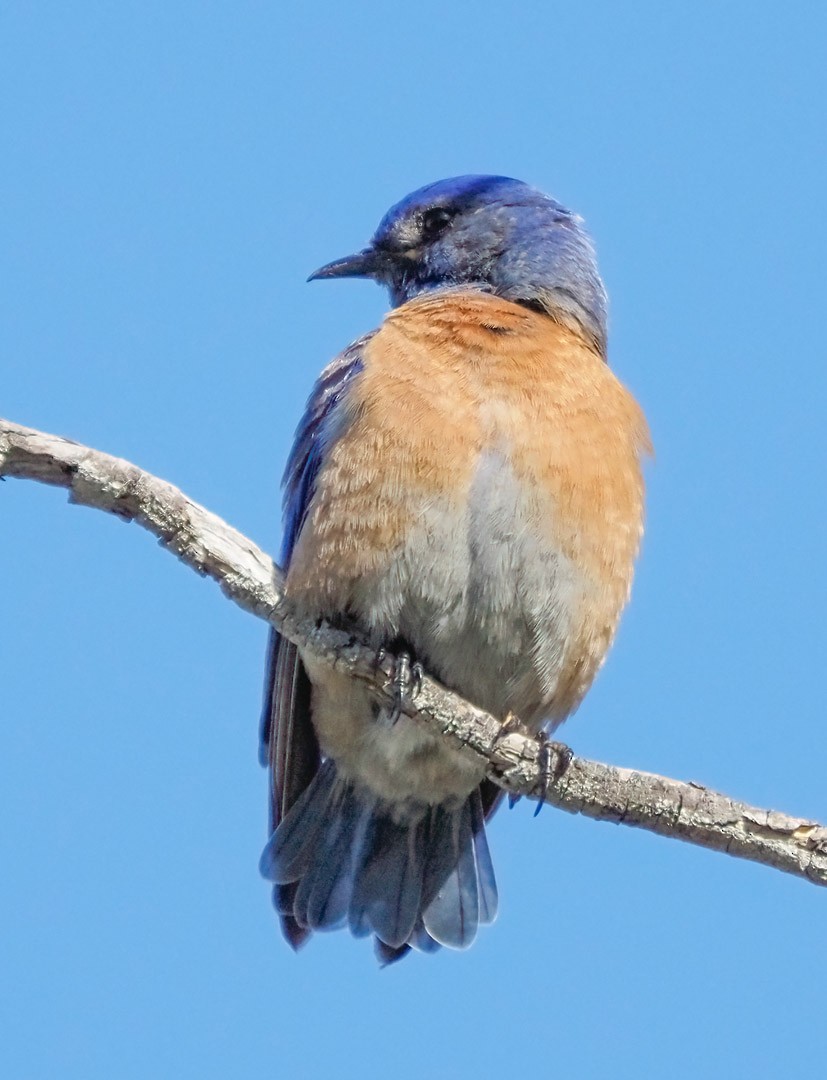 Western Bluebird - ML324260111