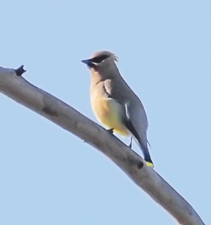 Cedar Waxwing - ML324260161