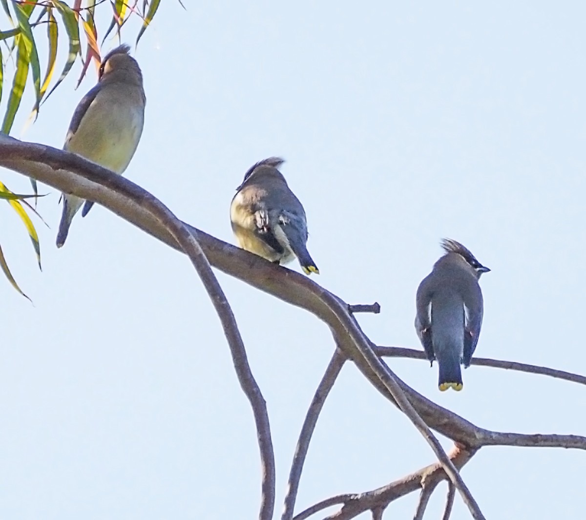 Cedar Waxwing - ML324260261
