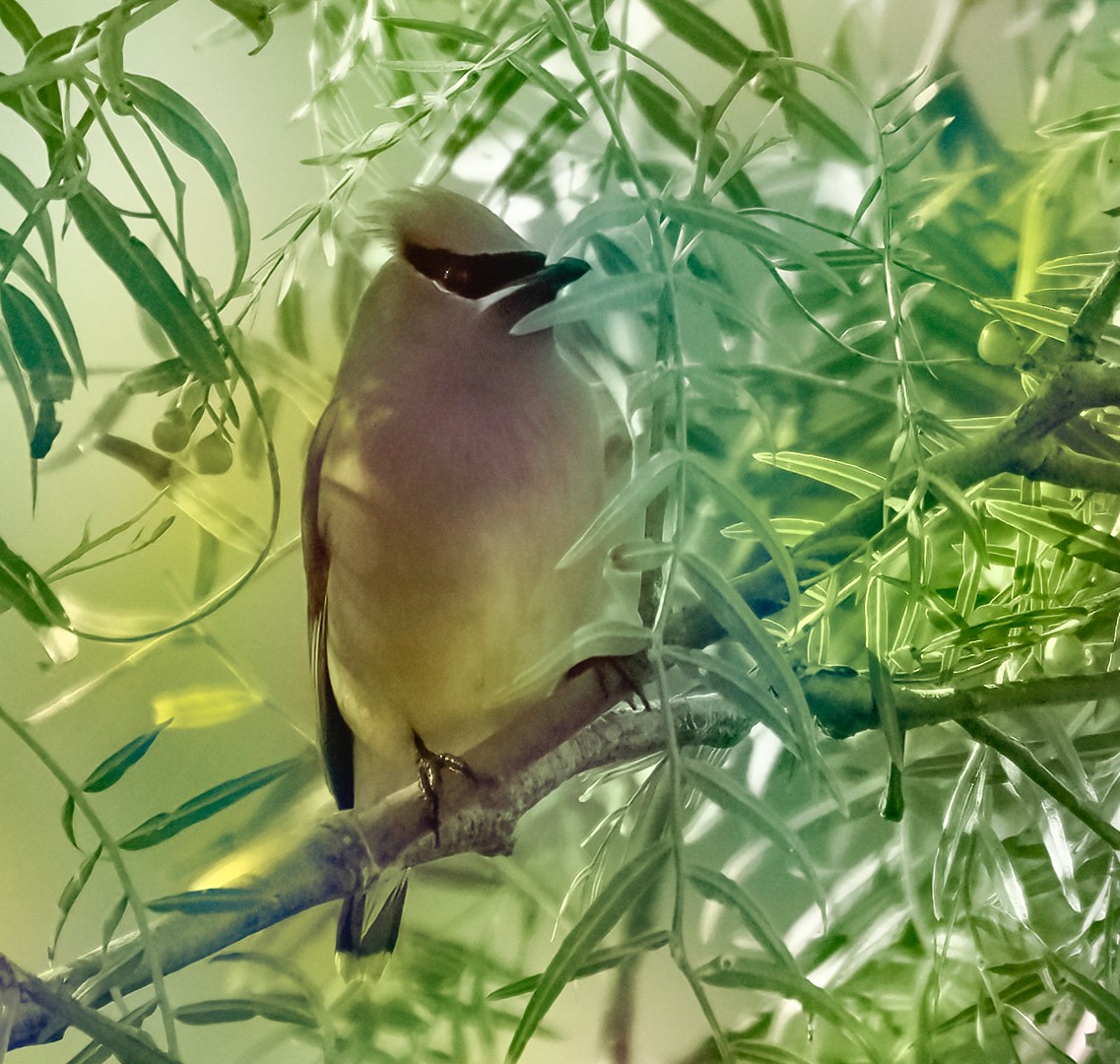 Cedar Waxwing - ML324260281