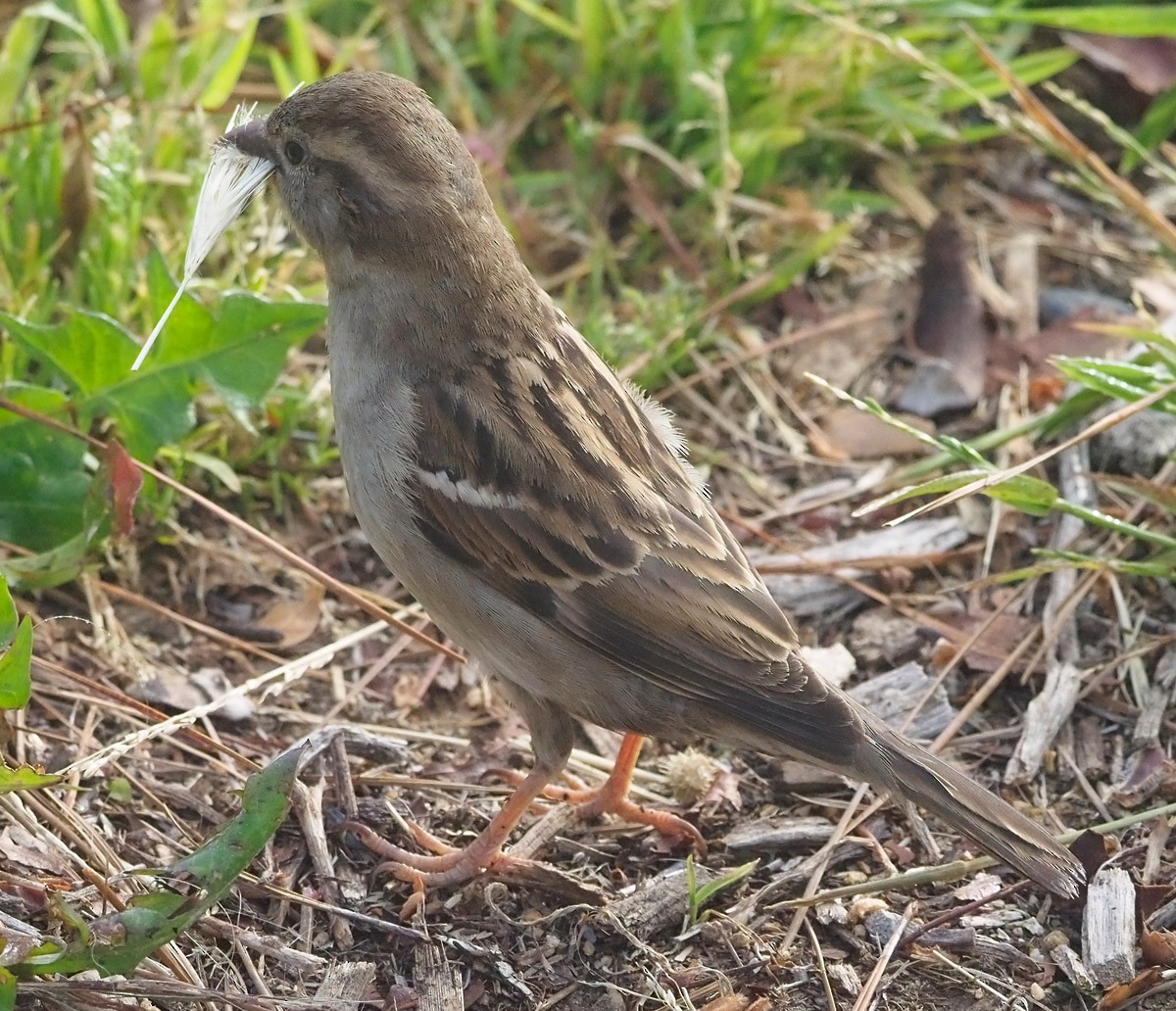 House Sparrow - ML324260321