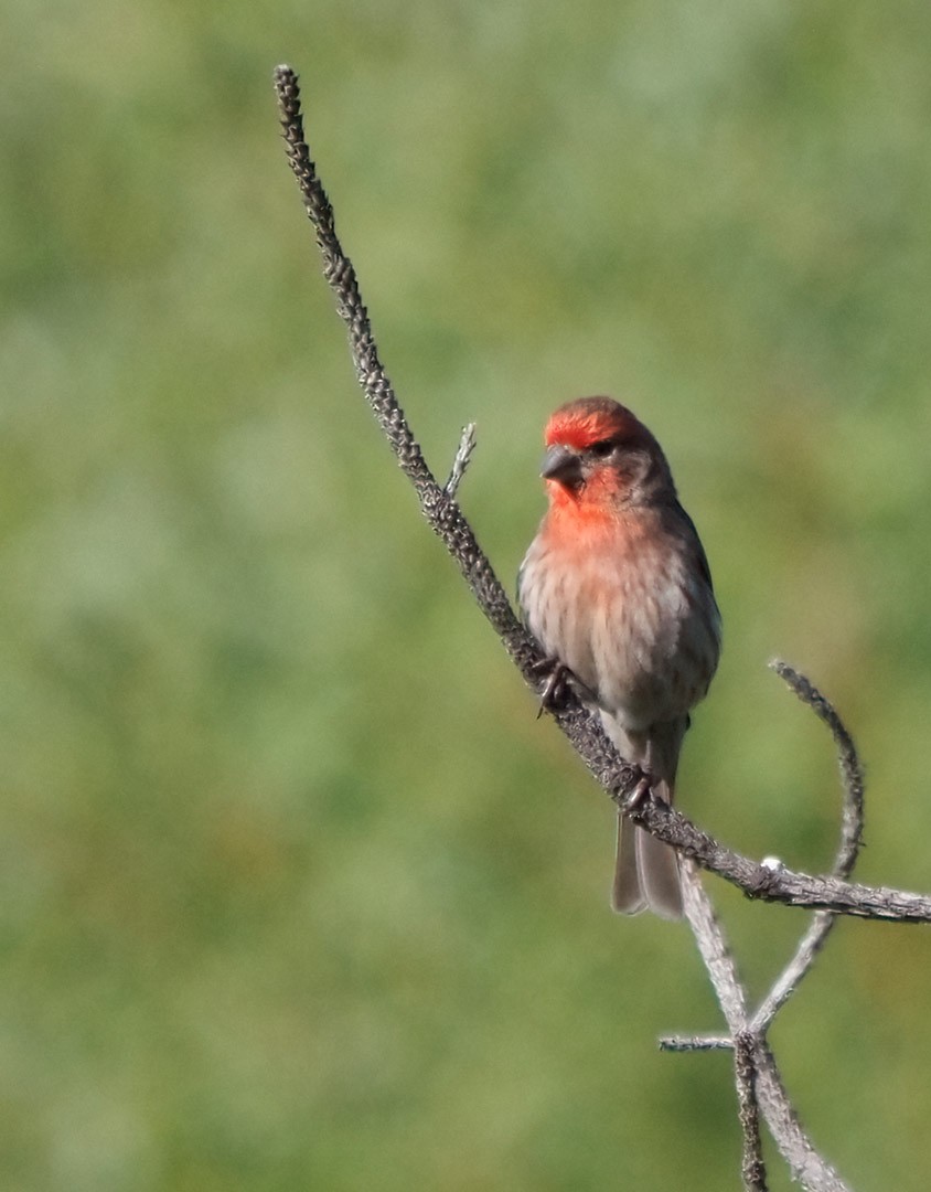 House Finch - ML324260331