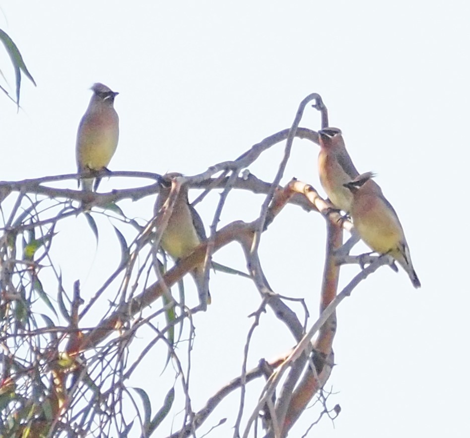 Cedar Waxwing - ML324260381
