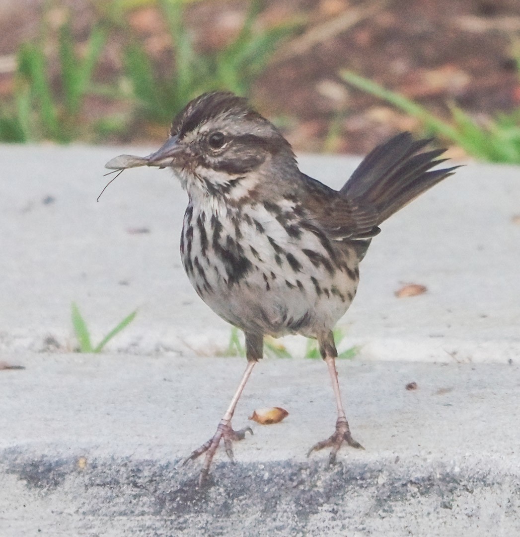 Song Sparrow - ML324260561