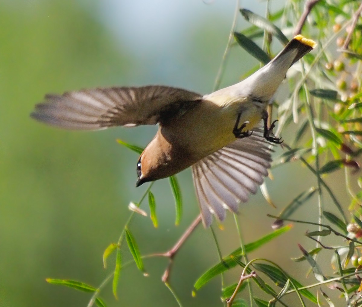 Cedar Waxwing - ML324260641