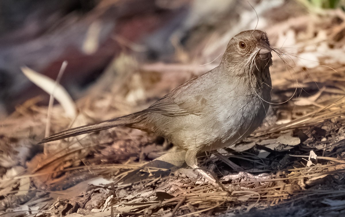California Towhee - ML324260671