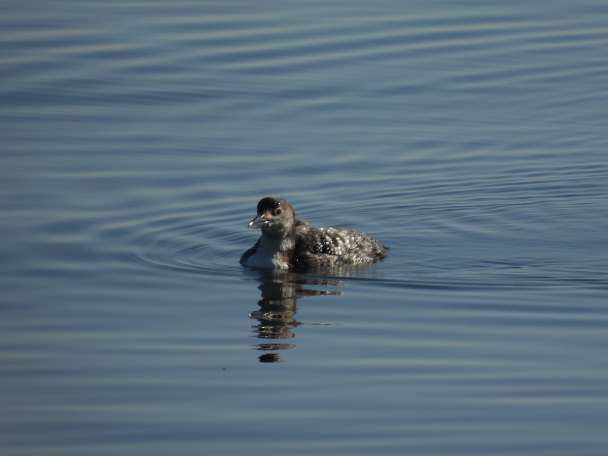 Plongeon huard - ML324260911