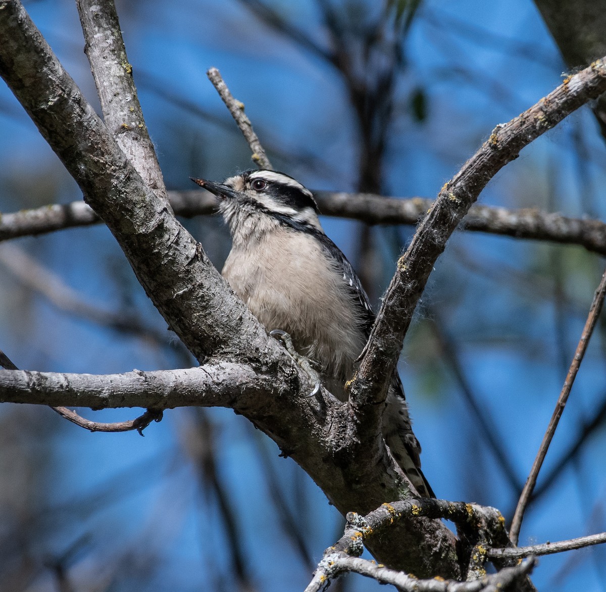 Downy Woodpecker - ML324261461