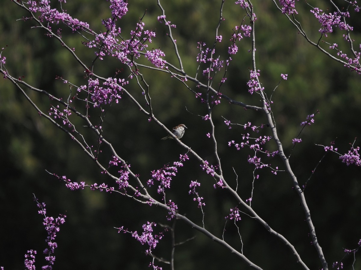 House Sparrow - ML324261471
