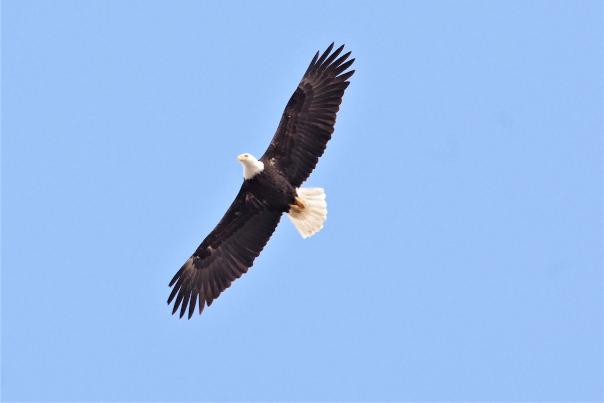 Bald Eagle - ML324265531