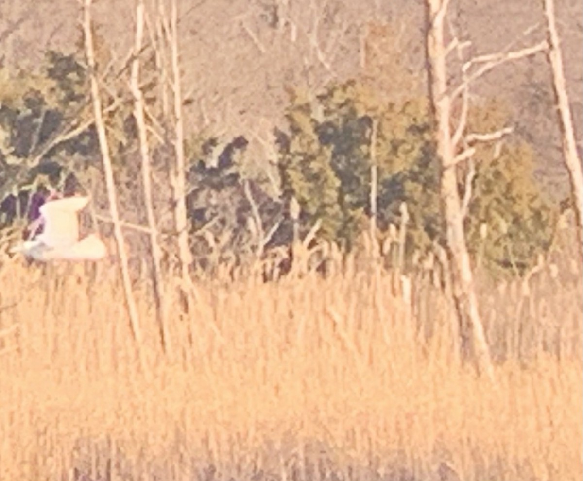 Glaucous Gull - ML324267101