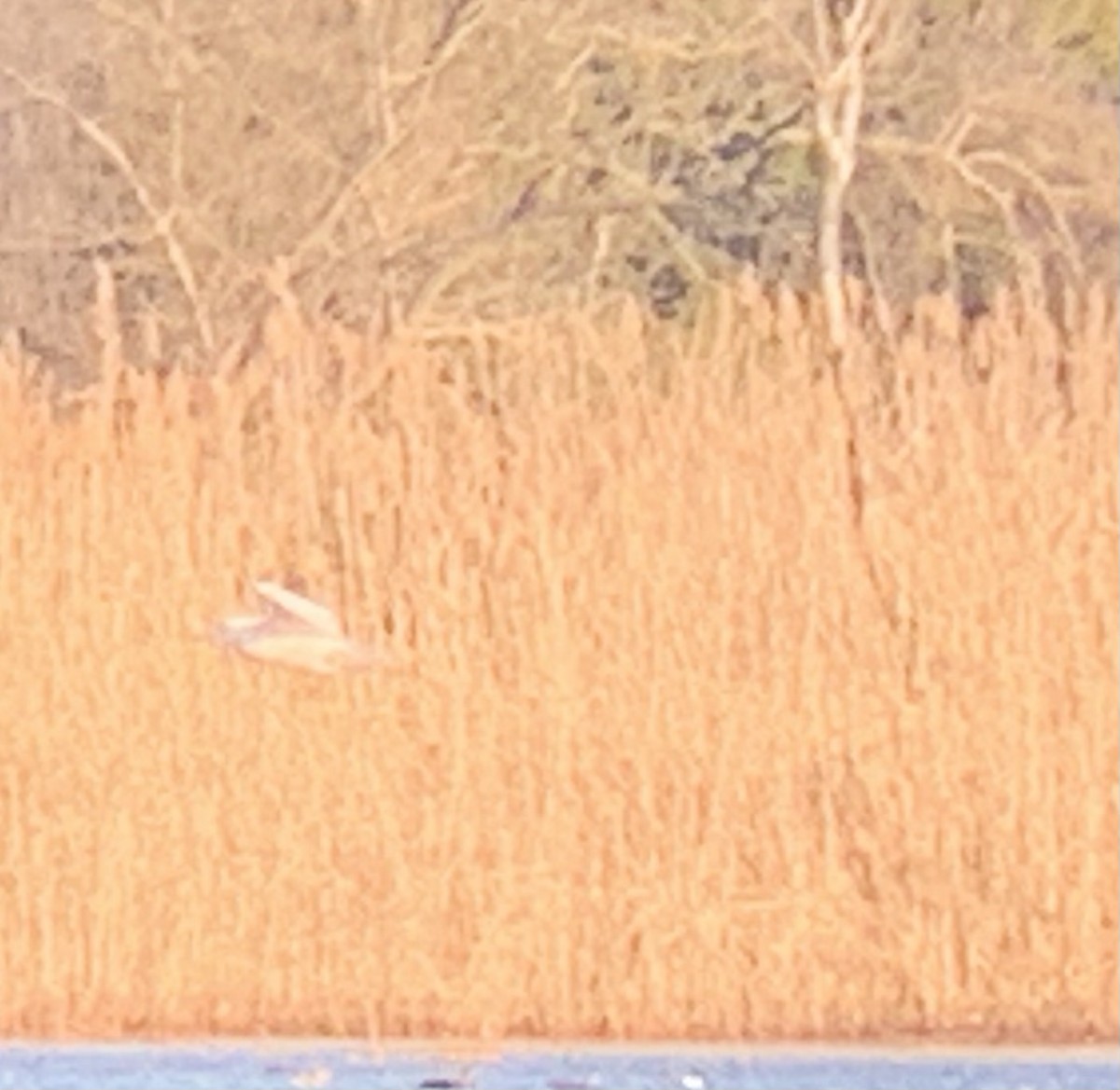 Glaucous Gull - ML324267111