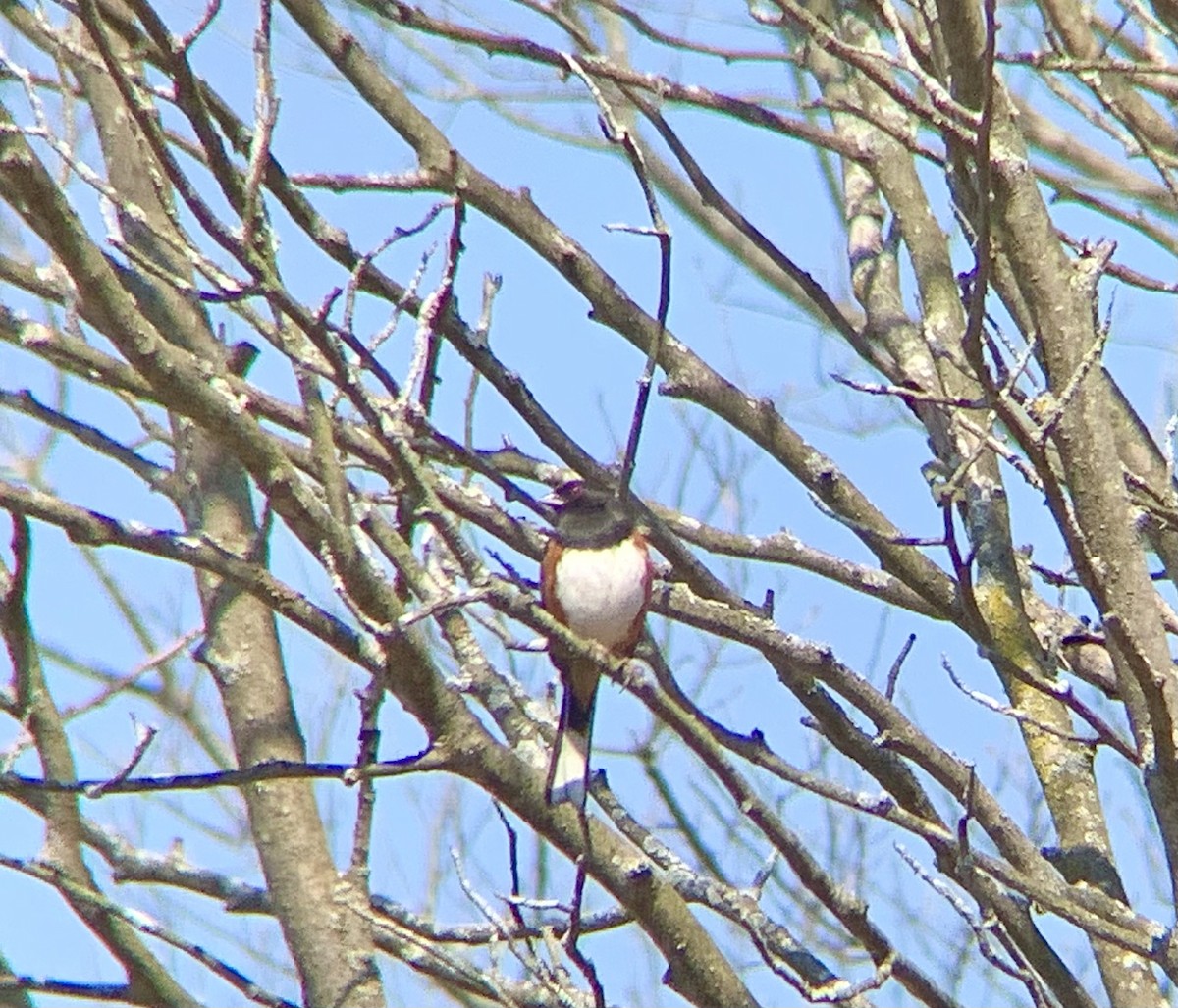 Eastern Towhee - ML324267321