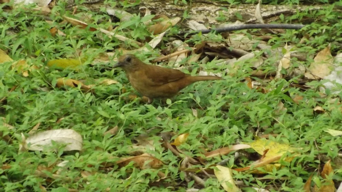 Cocoa Thrush - Margaret Timothy Burgess