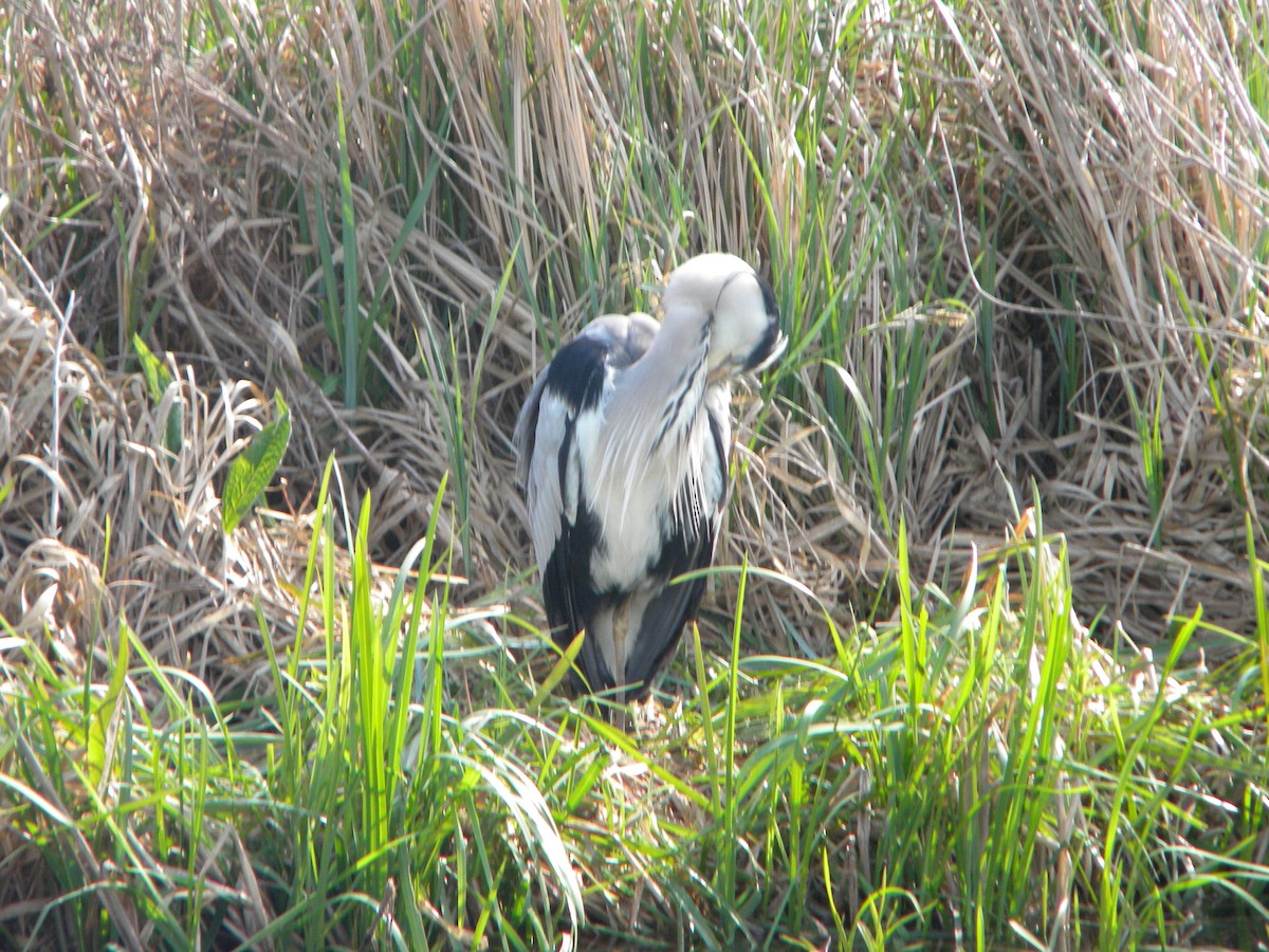 Graureiher - ML32426971