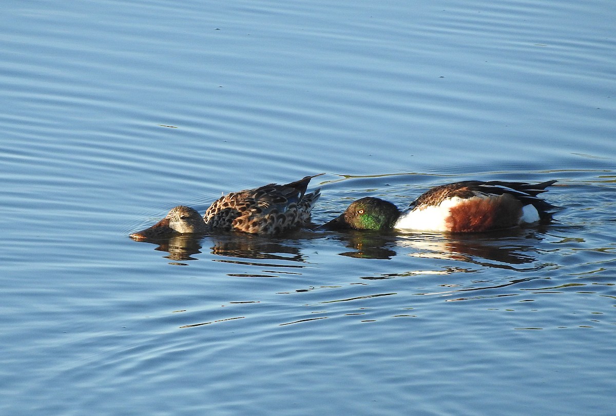 Northern Shoveler - Mary Brown