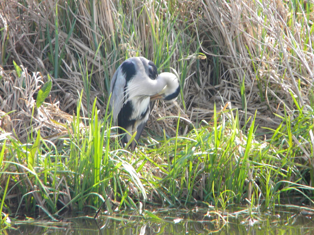 Graureiher - ML32426991