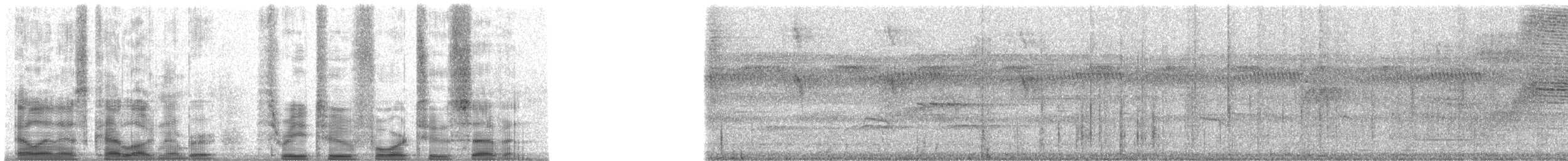 Black-tailed Tityra (Western) - ML32427