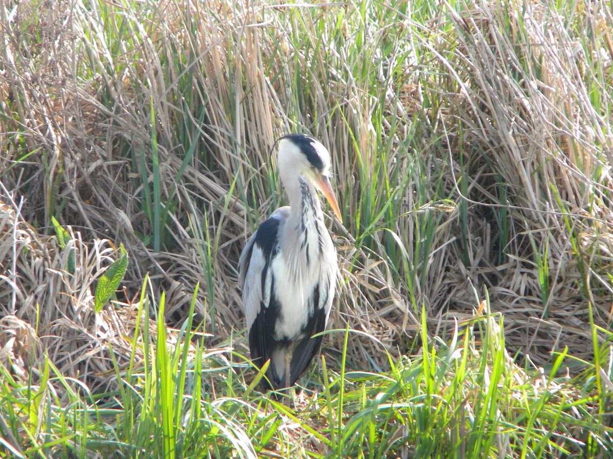 Graureiher - ML32427071