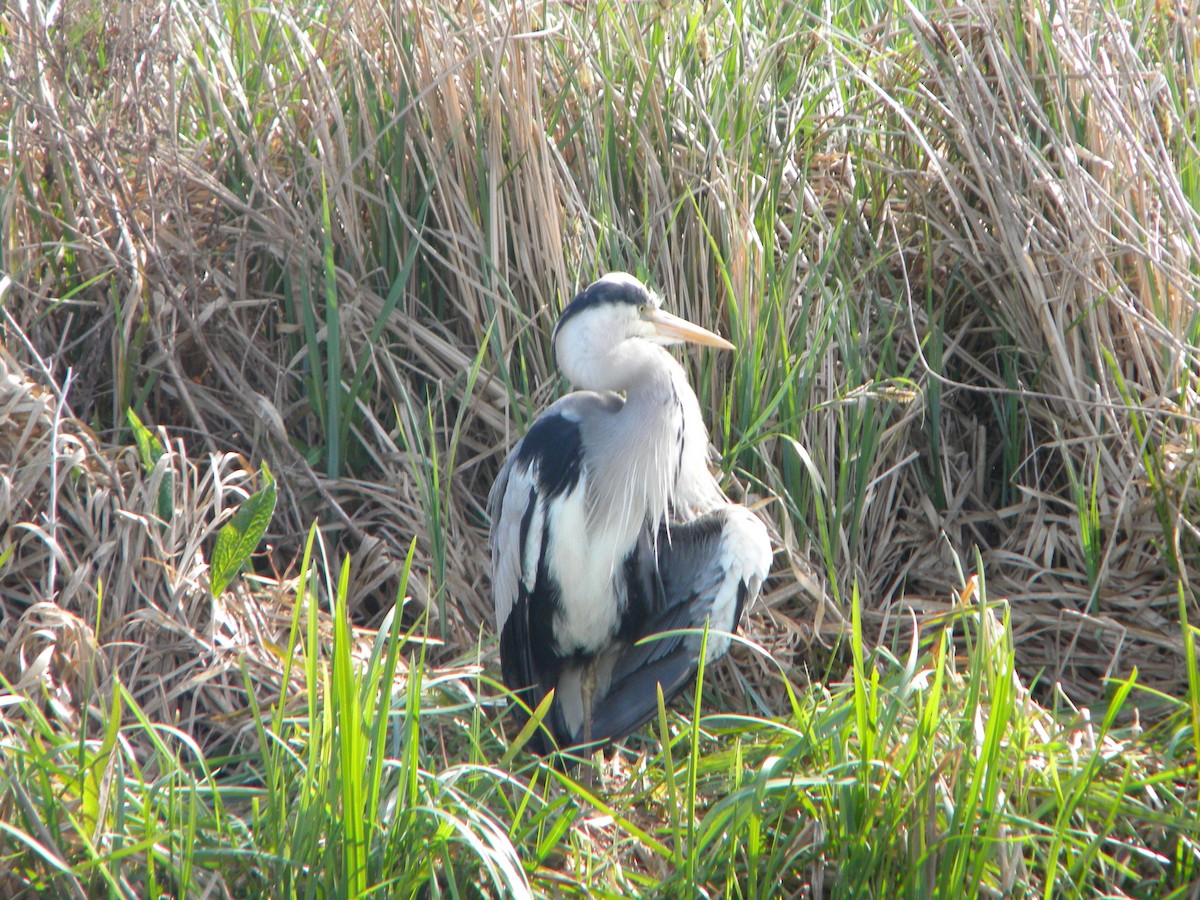 Graureiher - ML32427131