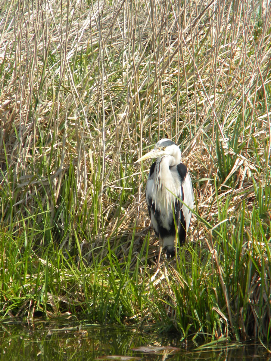 Graureiher - ML32427141