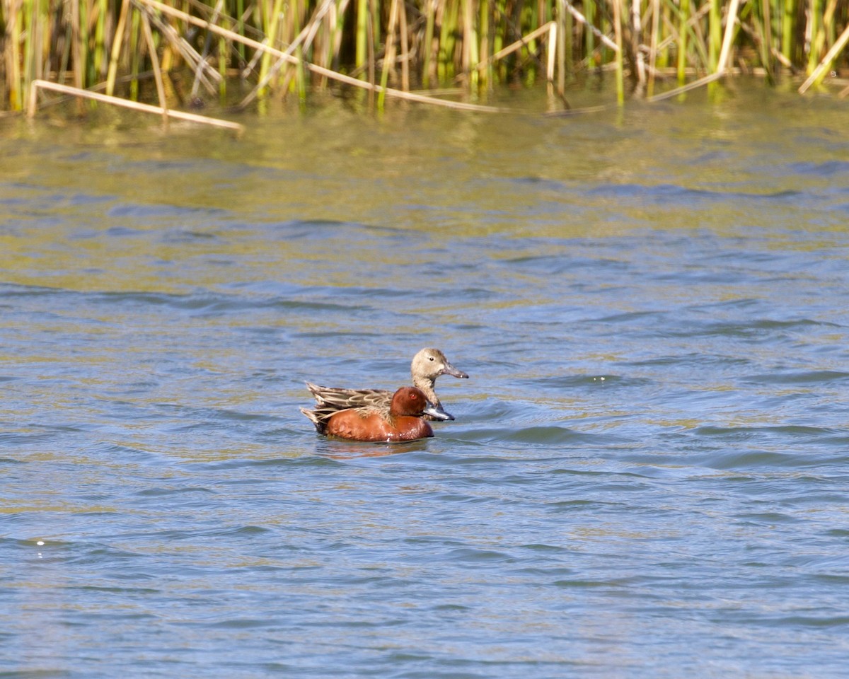 Cinnamon Teal - ML324272751