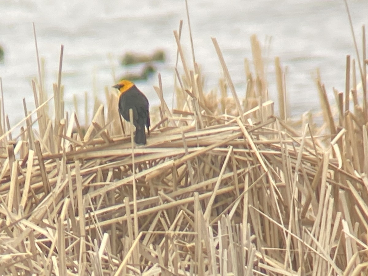 Yellow-headed Blackbird - ML324274331