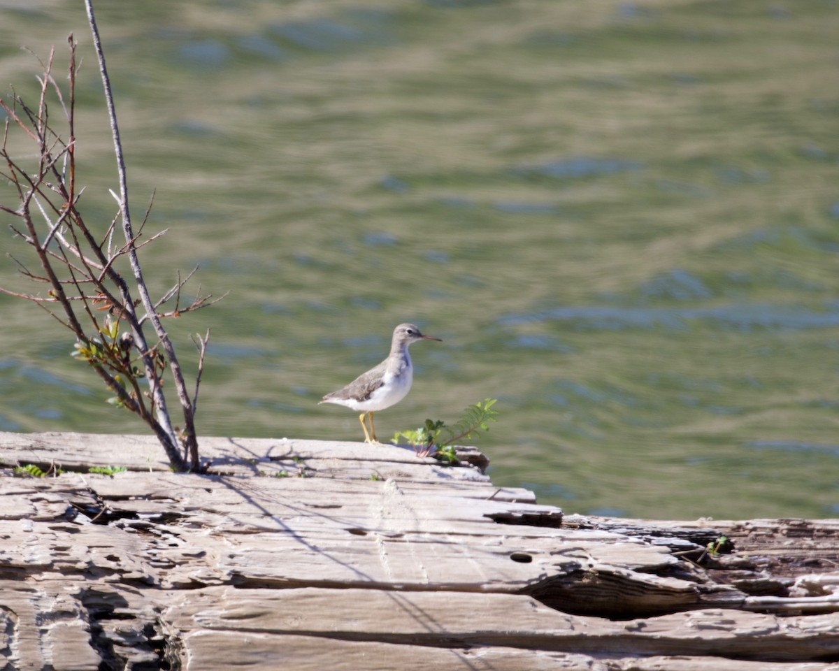 Spotted Sandpiper - ML324274891