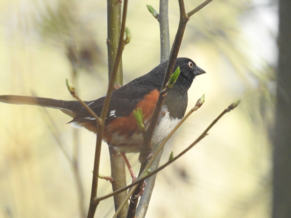 Eastern Towhee (White-eyed) - ML324277411