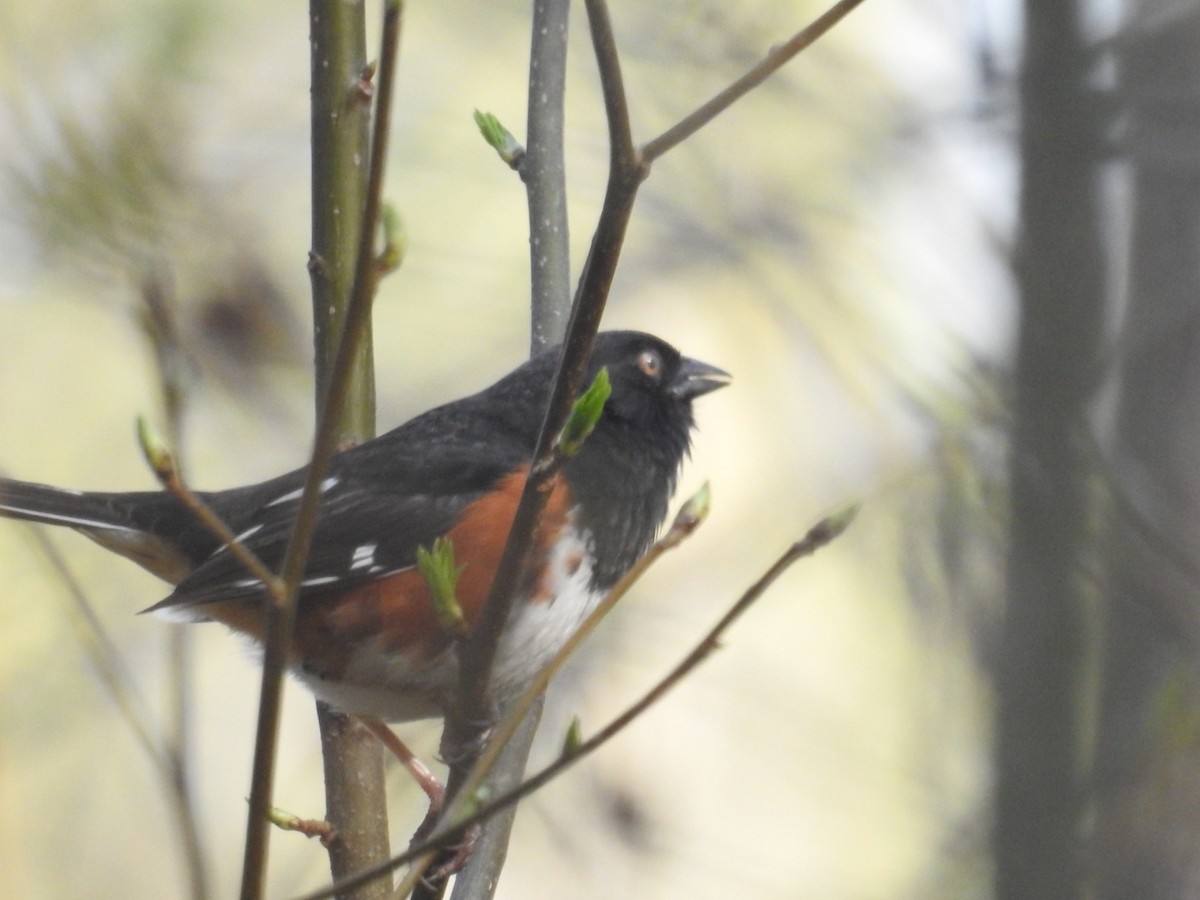 Eastern Towhee (White-eyed) - ML324277421