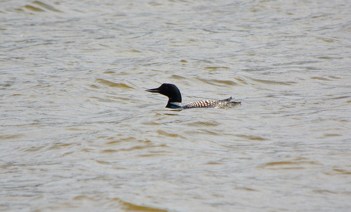 Common Loon - ML324278141