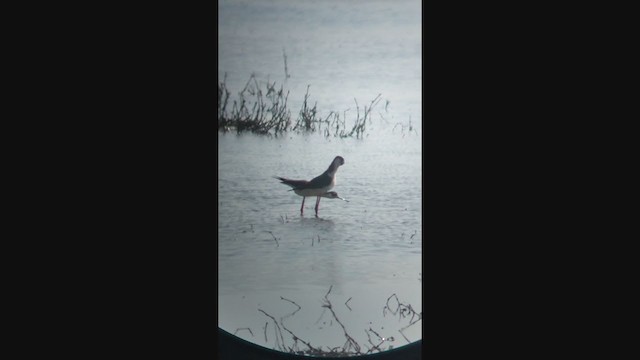 Black-necked Stilt (Black-necked) - ML324278971