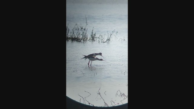 Black-necked Stilt (Black-necked) - ML324279451