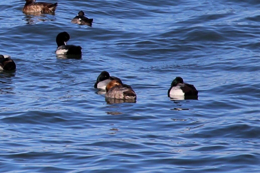 Canvasback - ML324279691