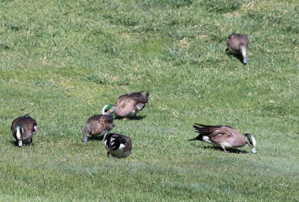 American Wigeon - ML324279911