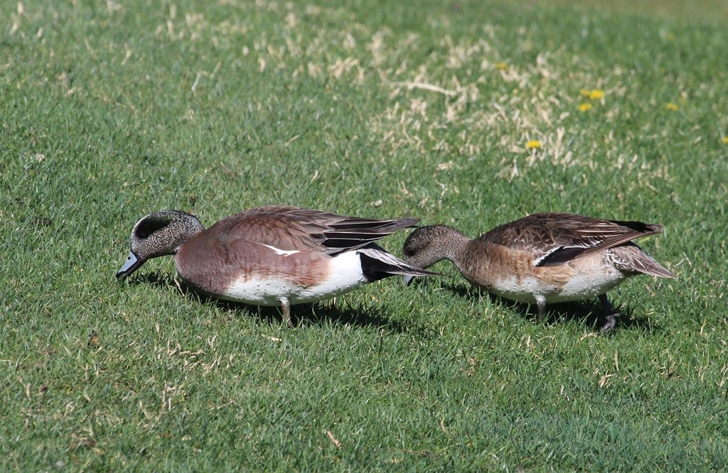 American Wigeon - ML324279921