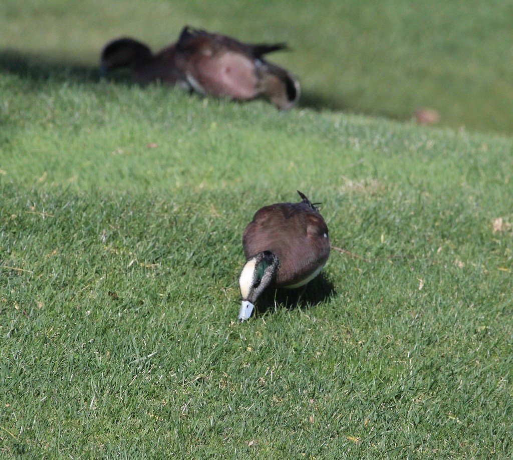 American Wigeon - ML324279931