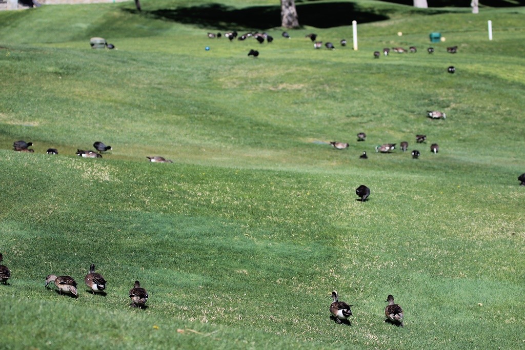 American Wigeon - ML324279941