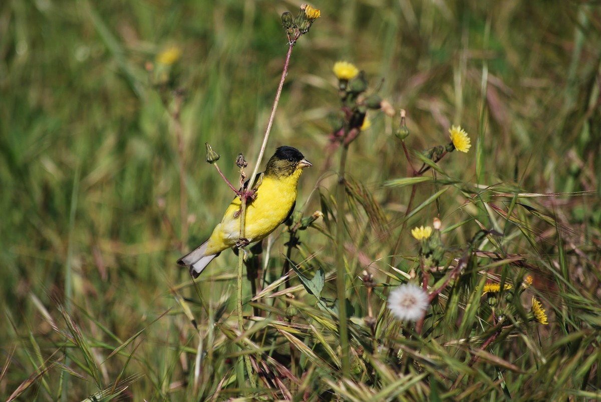 Lesser Goldfinch - Lucy London