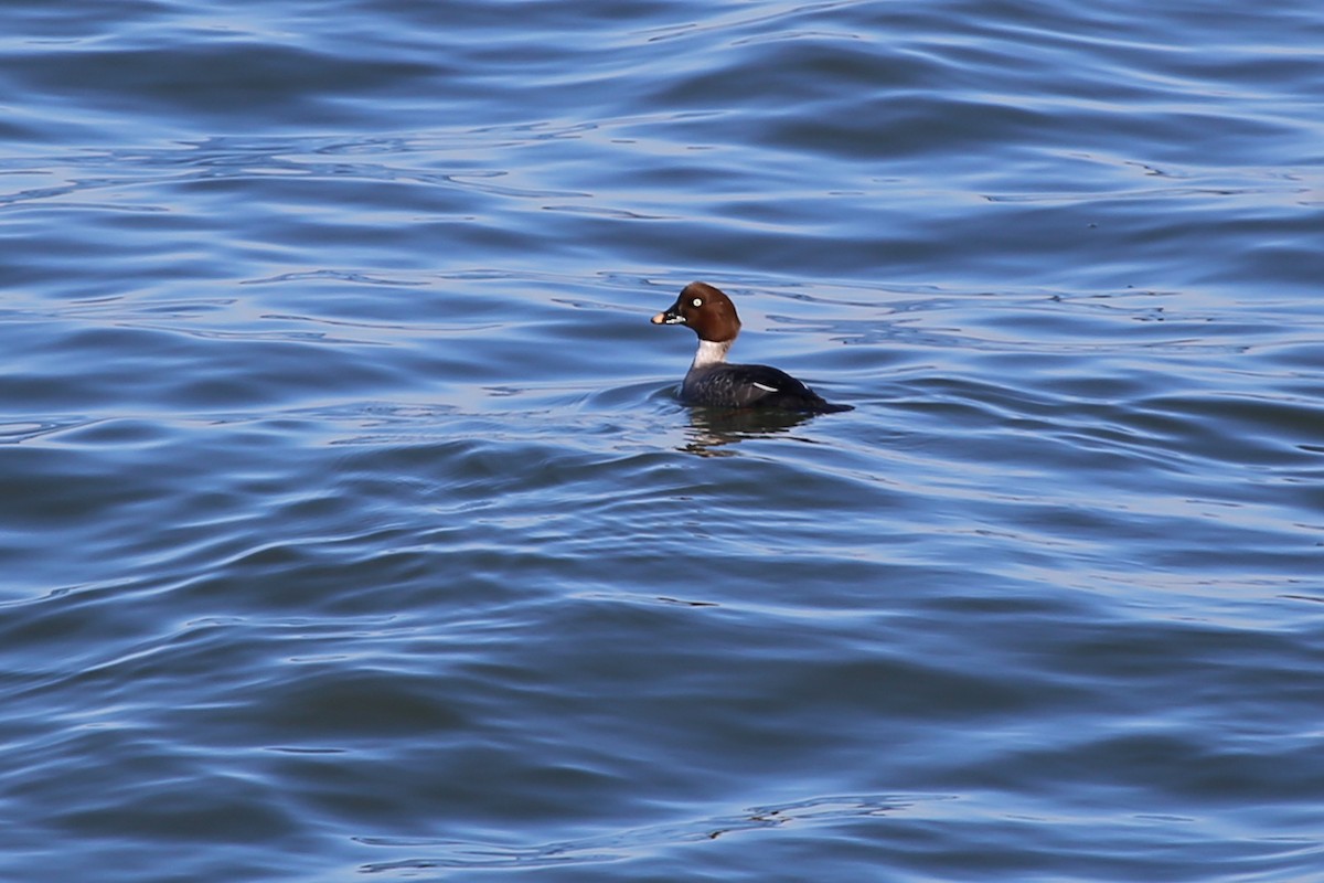 Common Goldeneye - ML324280681