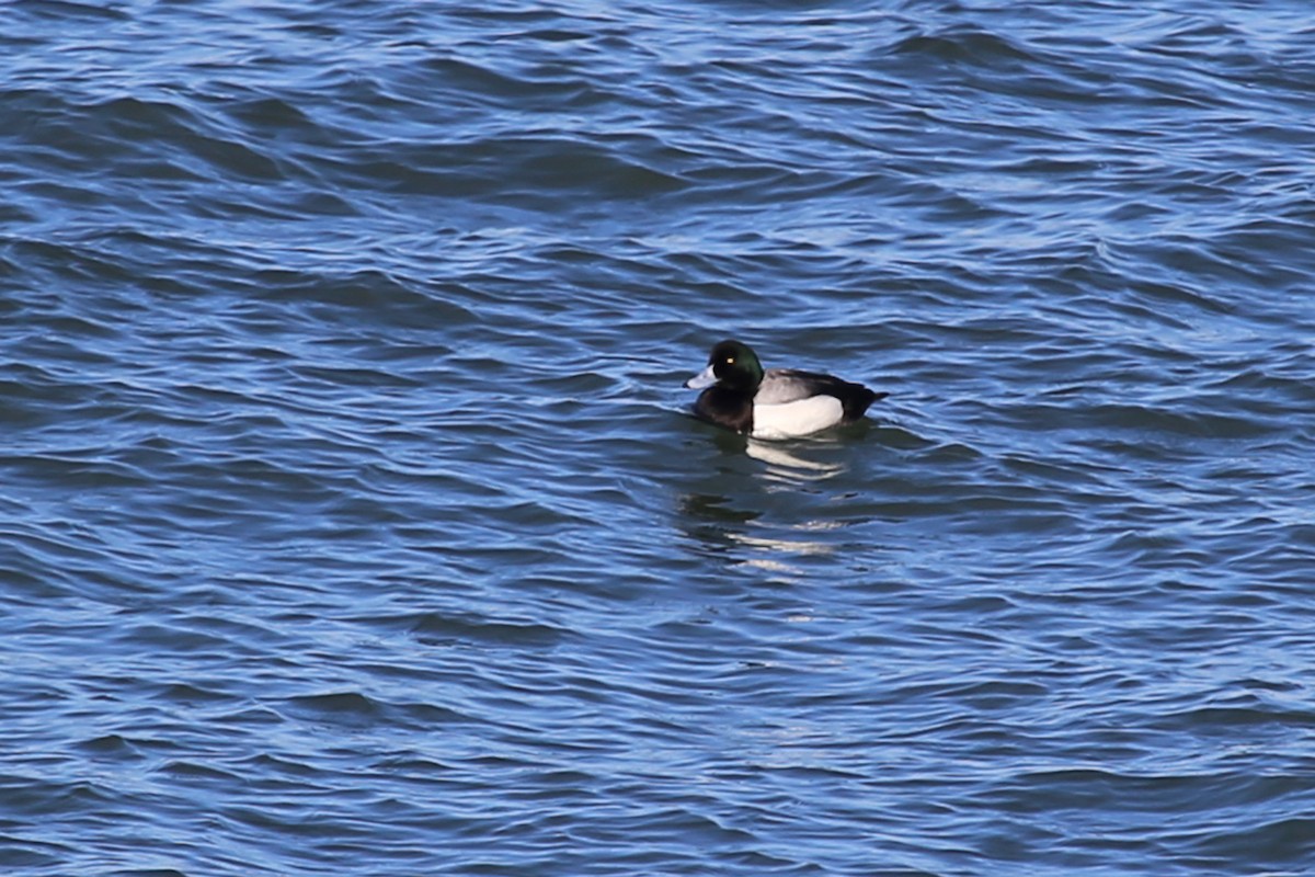 Greater Scaup - ML324280691