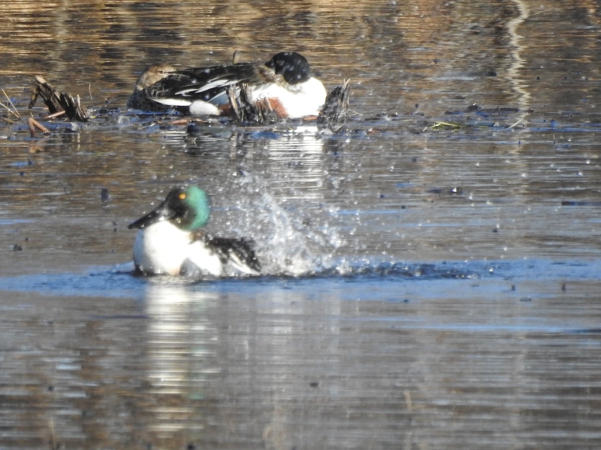 Northern Shoveler - Claudette Morneau