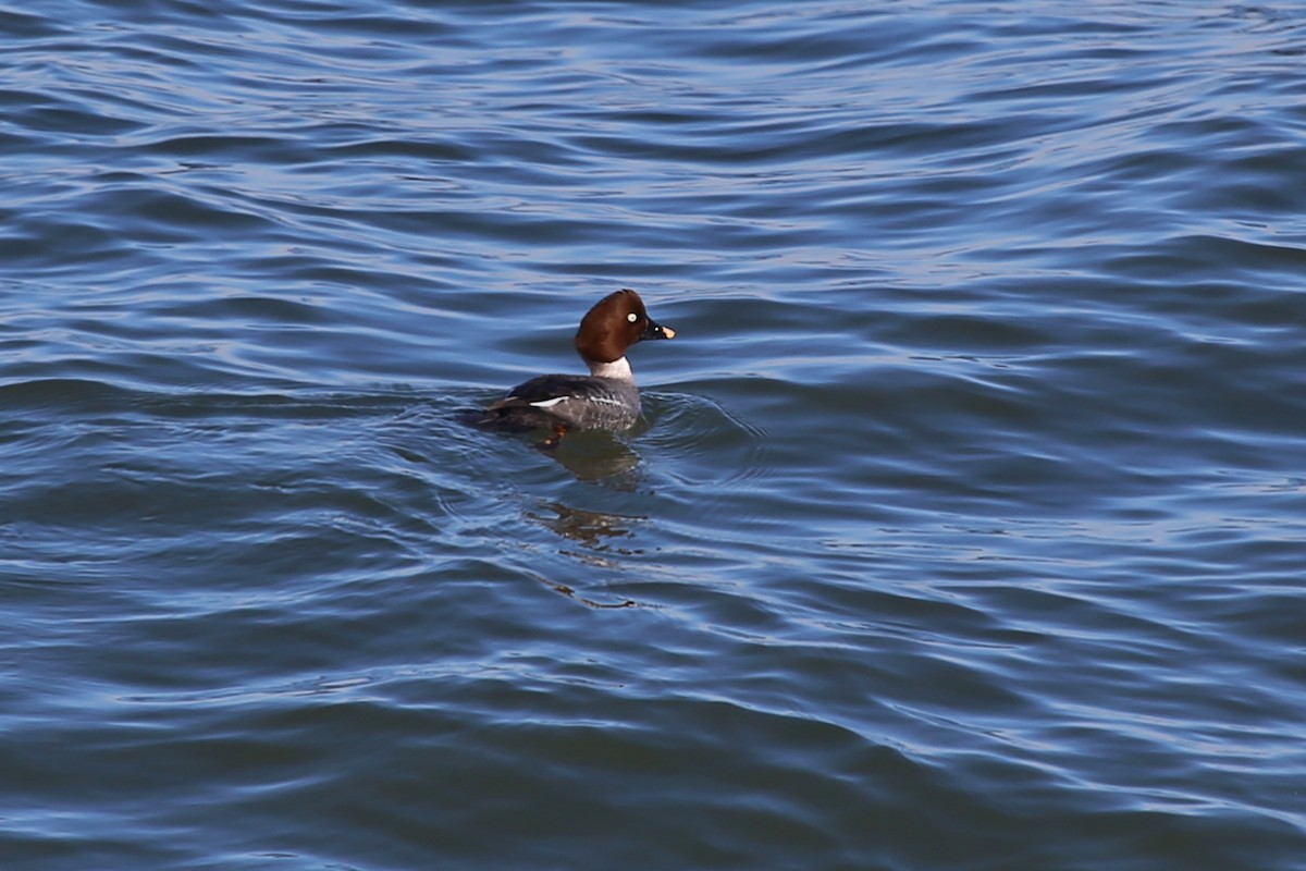 Common Goldeneye - ML324280951